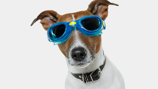 Mit Doggie Glasses kann der Hundesport wieder Spaß bringen.